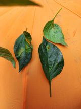 팜모닝 고추·병해충상담 게시글 이미지