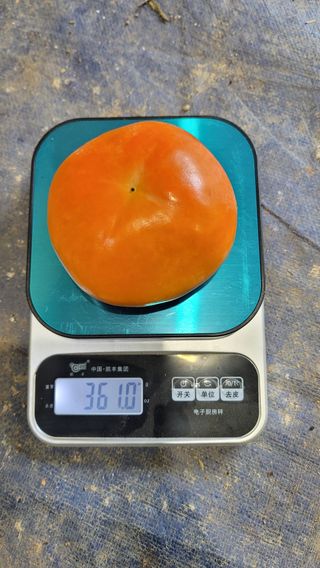 빈이네농장님의 내 농사 경력 자랑하기 · 참여 작성글 사진