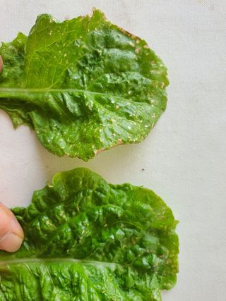 고영렬님의 상추 · 병해충상담 작성글 사진