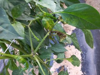 블루베리님의 고추 · 병해충상담 작성글 사진