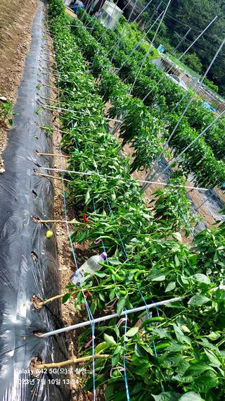 오남현님의 고추 · 일상 작성글 사진