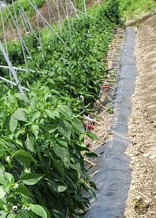 오남현님의 고추 · 일상 작성글 사진