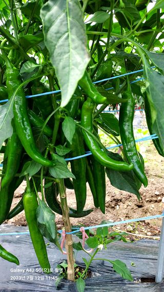 오남현님의 고추 · 일상 작성글 사진