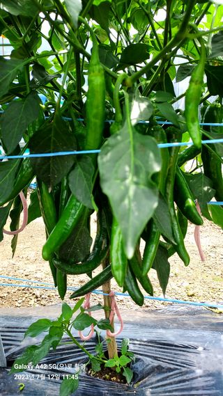 오남현님의 고추 · 일상 작성글 사진