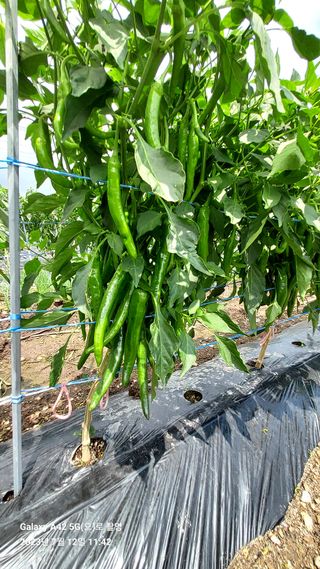 오남현님의 고추 · 일상 작성글 사진