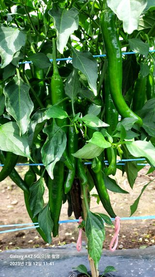 오남현님의 고추 · 일상 작성글 사진