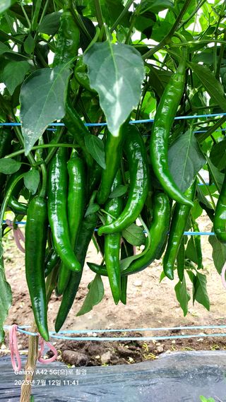 오남현님의 고추 · 일상 작성글 사진