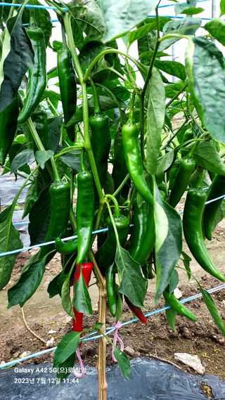 오남현님의 고추 · 일상 작성글 사진