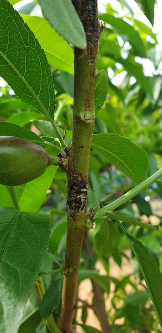 초보농사사랑님의 복숭아 · 병해충상담 작성글 사진