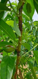 팜모닝 복숭아·병해충상담 게시글 이미지