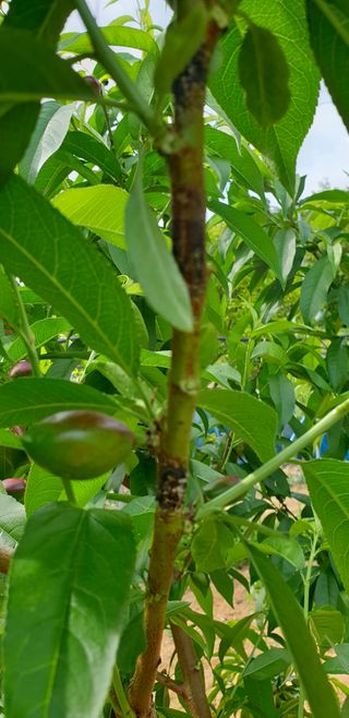 초보농사사랑님의 복숭아 · 병해충상담 작성글 사진