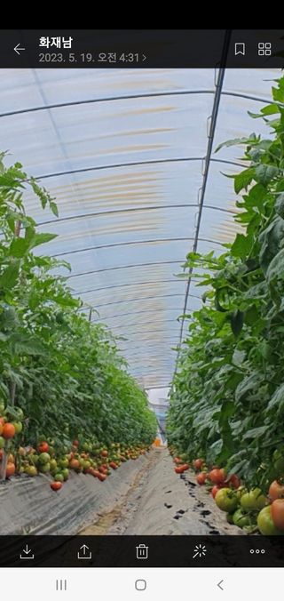 블루베리12300님의 내 농사 경력 자랑하기 · 참여 작성글 사진