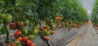 블루베리12300님의 내 농사 경력 자랑하기 · 참여 작성글 사진