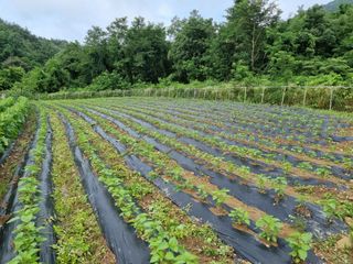 참깨6253님의 참깨 · 영농일지 작성글 사진