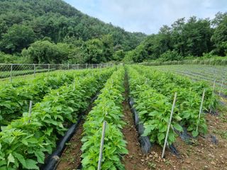 참깨6253님의 참깨 · 영농일지 작성글 사진