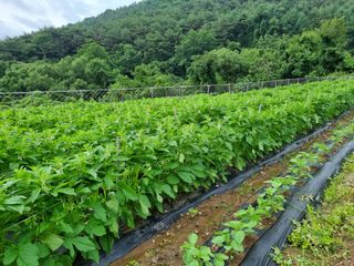 참깨6253님의 참깨 · 영농일지 작성글 사진