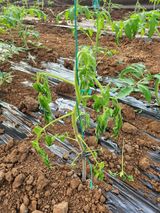 팜모닝 토마토·병해충상담 게시글 이미지