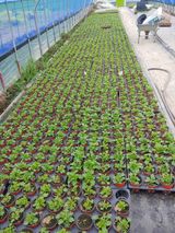 팜모닝 내 농사 경력 자랑하기·참여 게시글 이미지