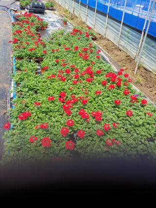 김은진님의 내 농사 경력 자랑하기 · 참여 작성글 사진