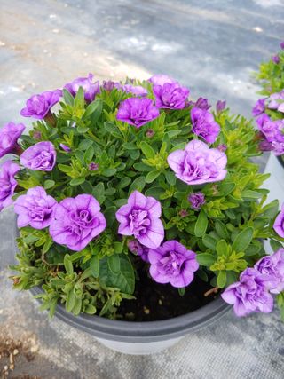 김은진님의 내 농사 경력 자랑하기 · 참여 작성글 사진