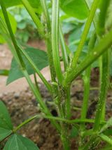 팜모닝 콩·자유게시판 게시글 이미지