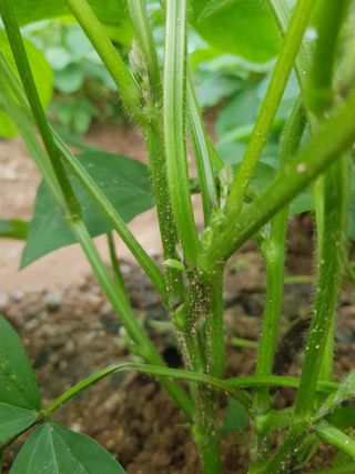 담디농원님의 콩 · 자유게시판 작성글 사진