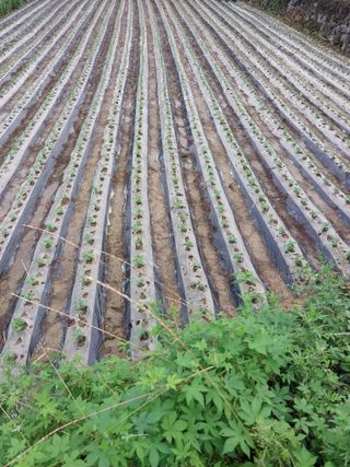 5월출석왕이레요님의 콩 · 자유게시판 작성글 사진