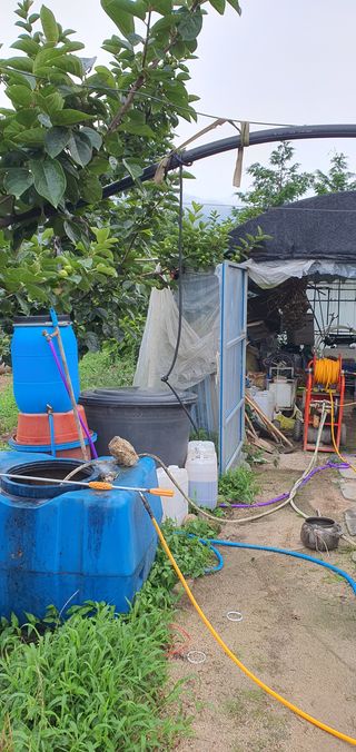 선진수님의 감 · 영농일지 작성글 사진