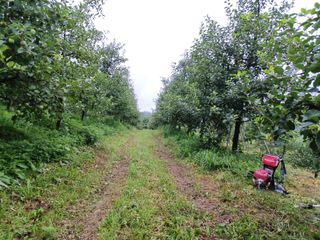 전락구님의 사과 · 영농일지 작성글 사진