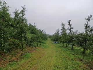 전락구님의 사과 · 영농일지 작성글 사진