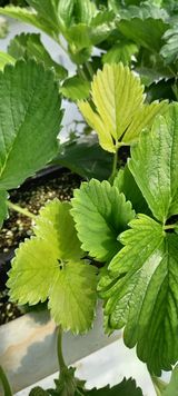 팜모닝 딸기·병해충상담 게시글 이미지