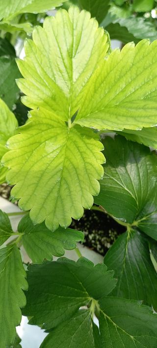 원심님의 딸기 · 병해충상담 작성글 사진