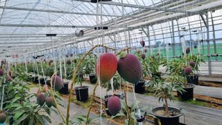 청주애플망고농장님의 자유주제 · 사진전 작성글 사진