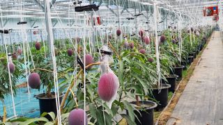 청주애플망고농장님의 자유주제 · 사진전 작성글 사진