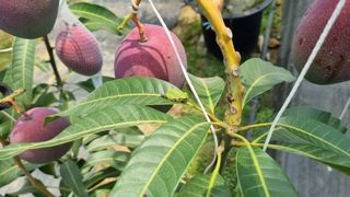 청주애플망고농장님의 자유주제 · 사진전 작성글 사진