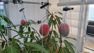 청주애플망고농장님의 자유주제 · 사진전 작성글 사진