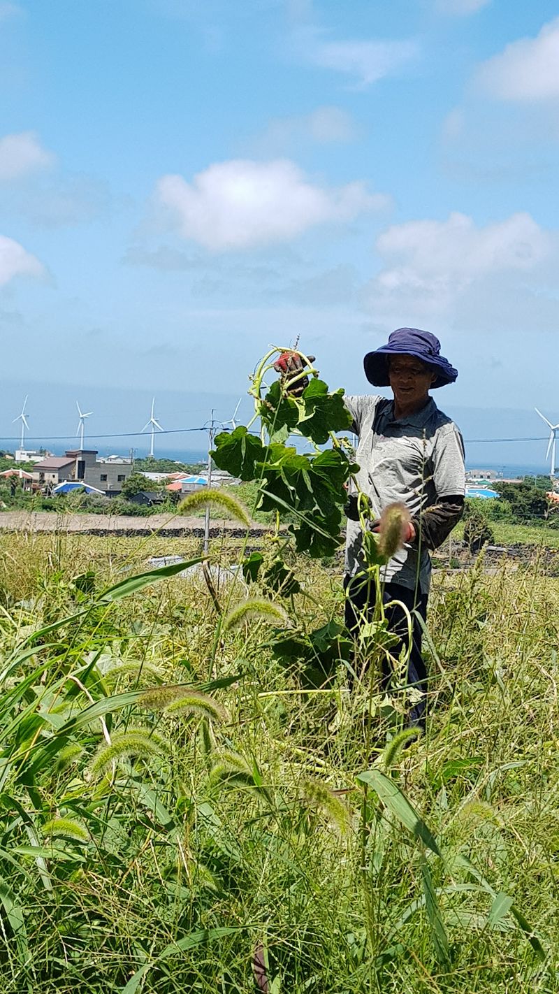 장터 상품 [미니밤호박 5키로] 썸네일