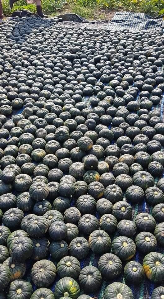 변창신님의 장터 판매 상품 [미니밤호박 5키로] 첨부 사진