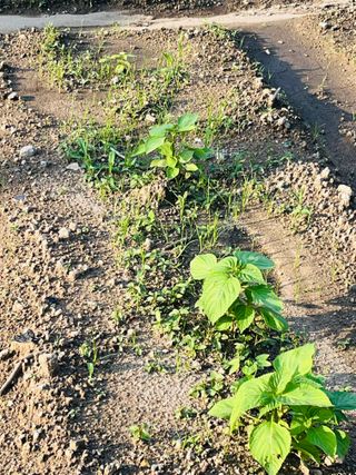 충남싸나이님의 들깨 · 자유게시판 작성글 사진