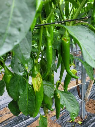 진해풍호동텃밭님의 고추 · 일상 작성글 사진