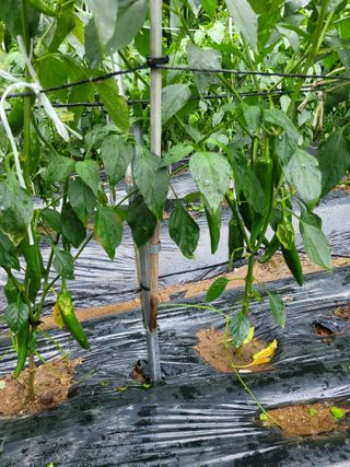 진해풍호동텃밭님의 고추 · 일상 작성글 사진