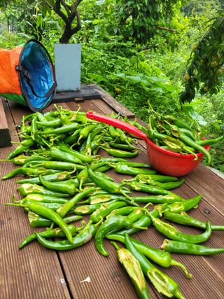 진해풍호동텃밭님의 고추 · 일상 작성글 사진