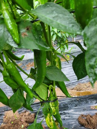 진해풍호동텃밭님의 고추 · 일상 작성글 사진