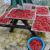 팜모닝 고추·영농일지 게시글 이미지