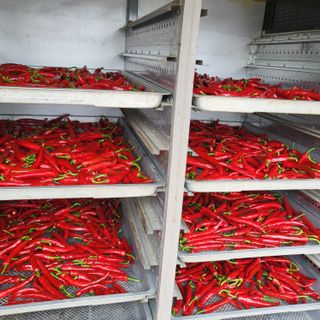 양석원님의 고추 · 영농일지 작성글 사진