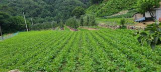 고춘석(고랑과이랑)님의 콩 · 자유게시판 작성글 사진