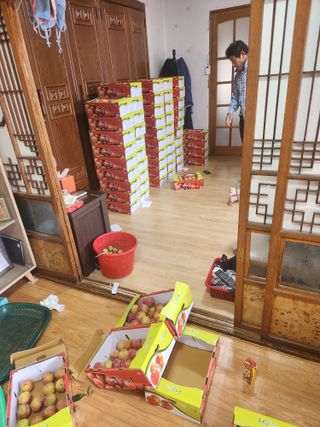 상훈사과자두벼님의 자두 · 자유게시판 작성글 사진