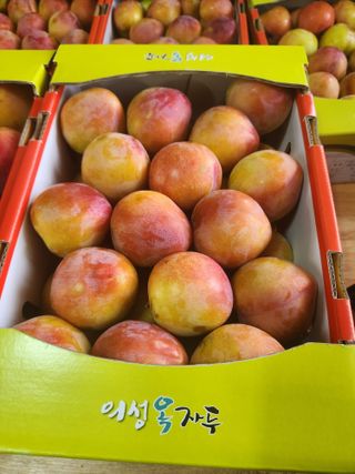 상훈사과자두벼님의 자두 · 자유게시판 작성글 사진