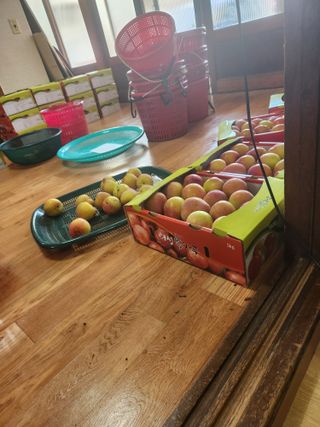 상훈사과자두벼님의 자두 · 자유게시판 작성글 사진