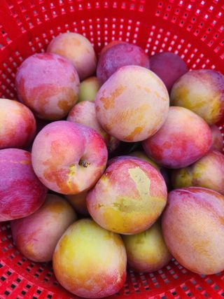 상훈사과자두벼님의 자두 · 자유게시판 작성글 사진